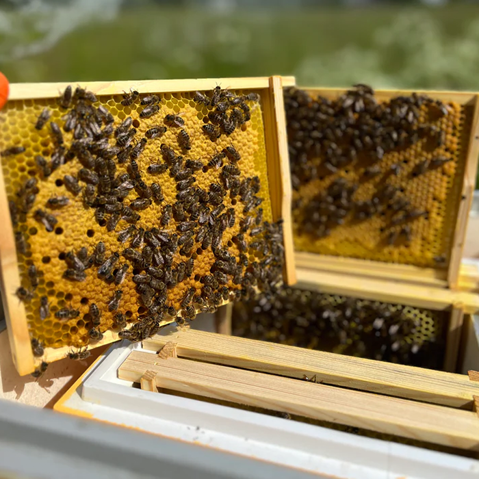 Burnat MiniPlus – uten rammer