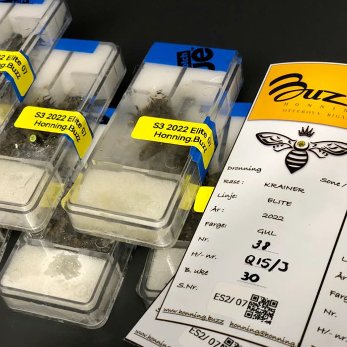 Apis mellifera mellifera – AI Sibir