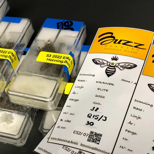 Apis mellifera mellifera VSH – AI Scotch