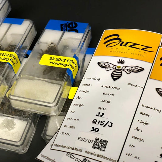 Krainerrase dronning – friparret