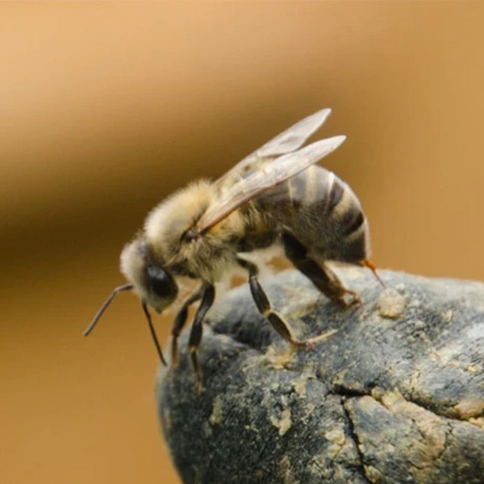 Salve med biegift (Apisin) 90g