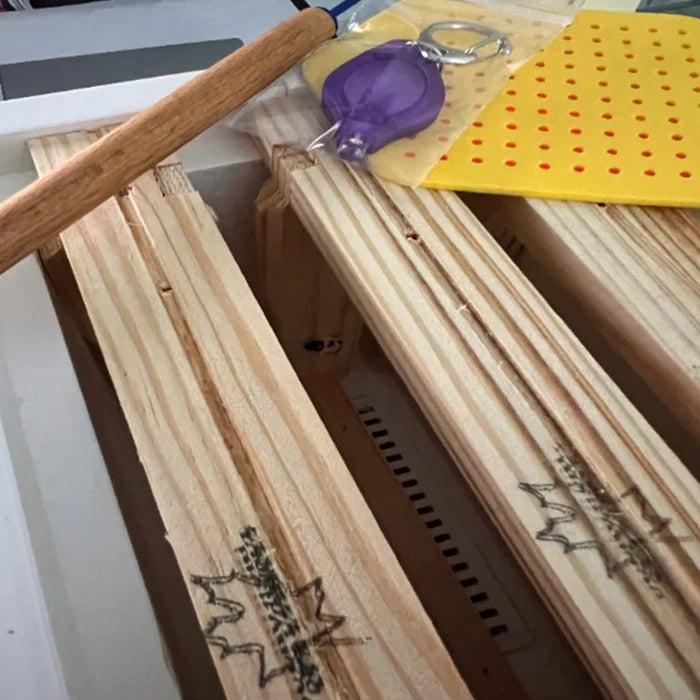 Dronningmerker 500–999 (5 års farger) + UV-lampe