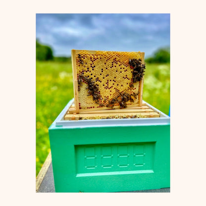 MiniPlus Adapterfolie